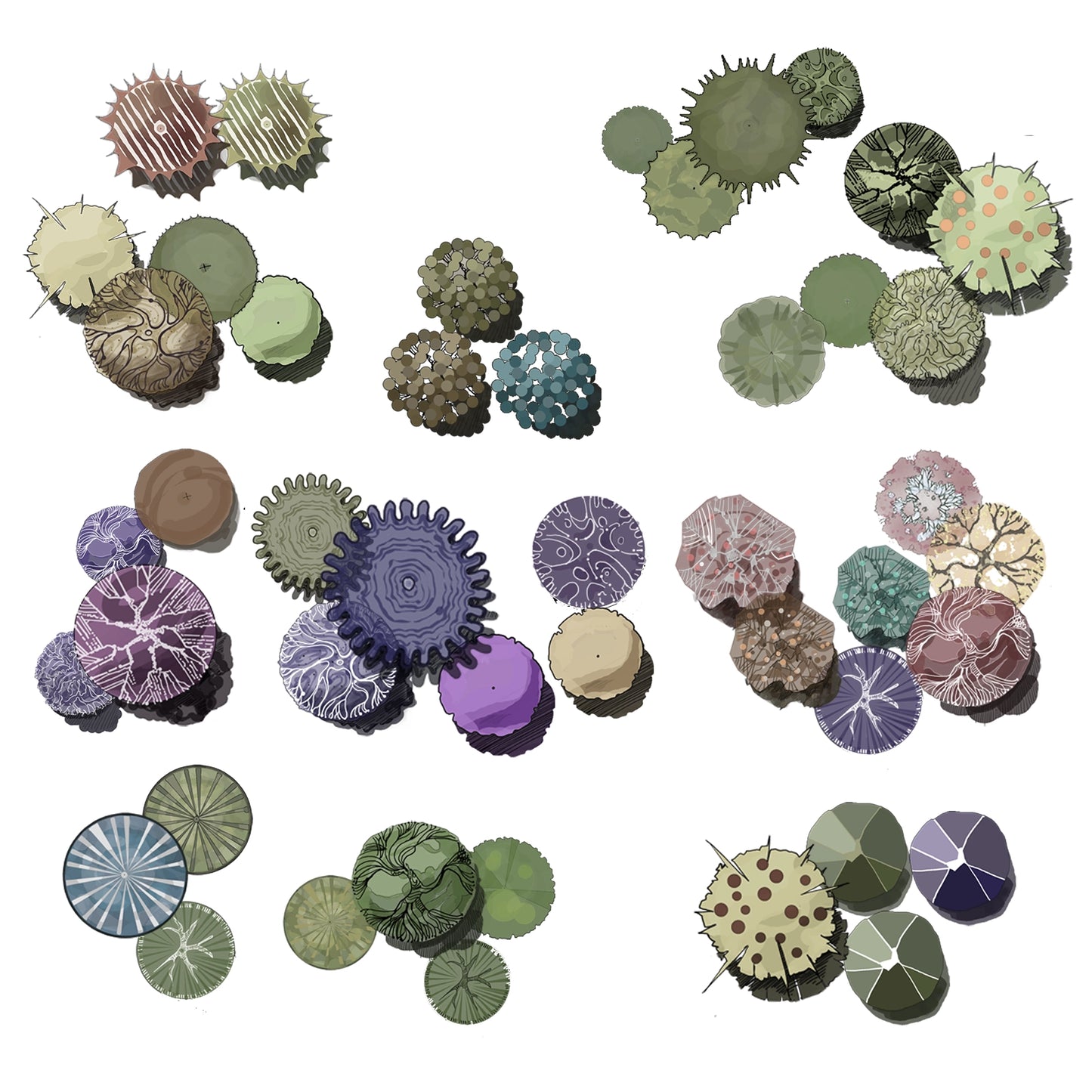 Japanese Botanical Plant Top View – Moss Shrub Cluster Illustration, Zen Garden Style