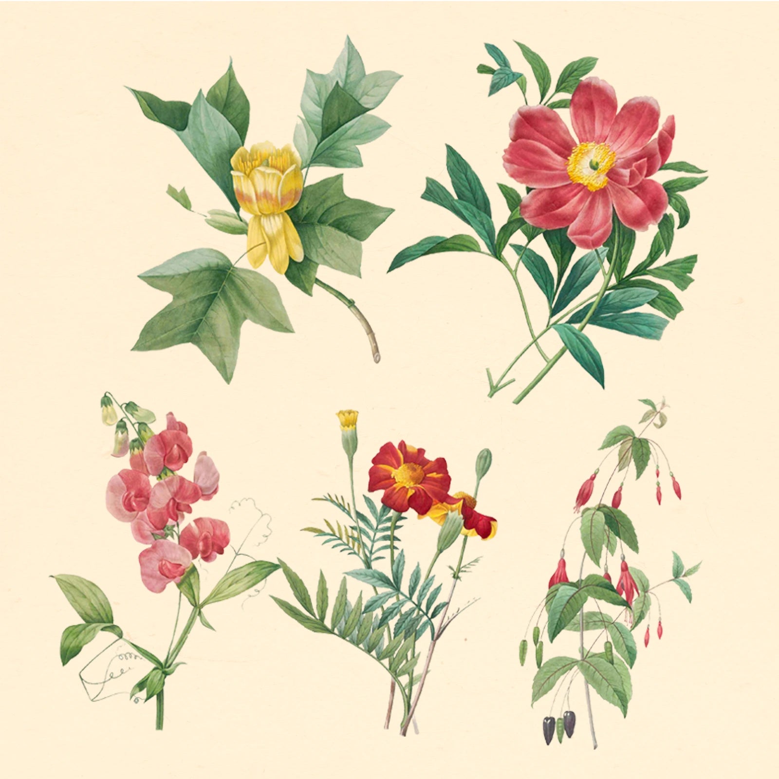 Chinese lily botanical PSD illustration with elegant petal detailing