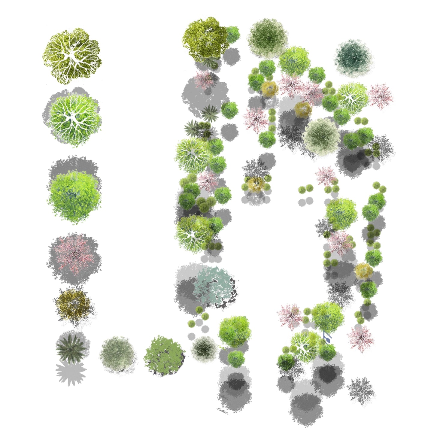 Decorative shrub top view with blooming flowers watercolor style