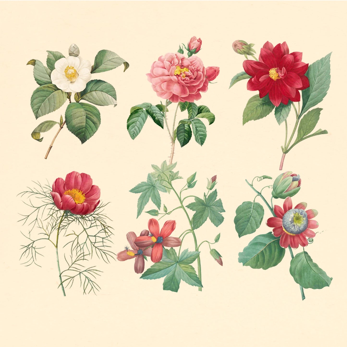 Editable PSD camellia botanical illustration inspired by oriental art