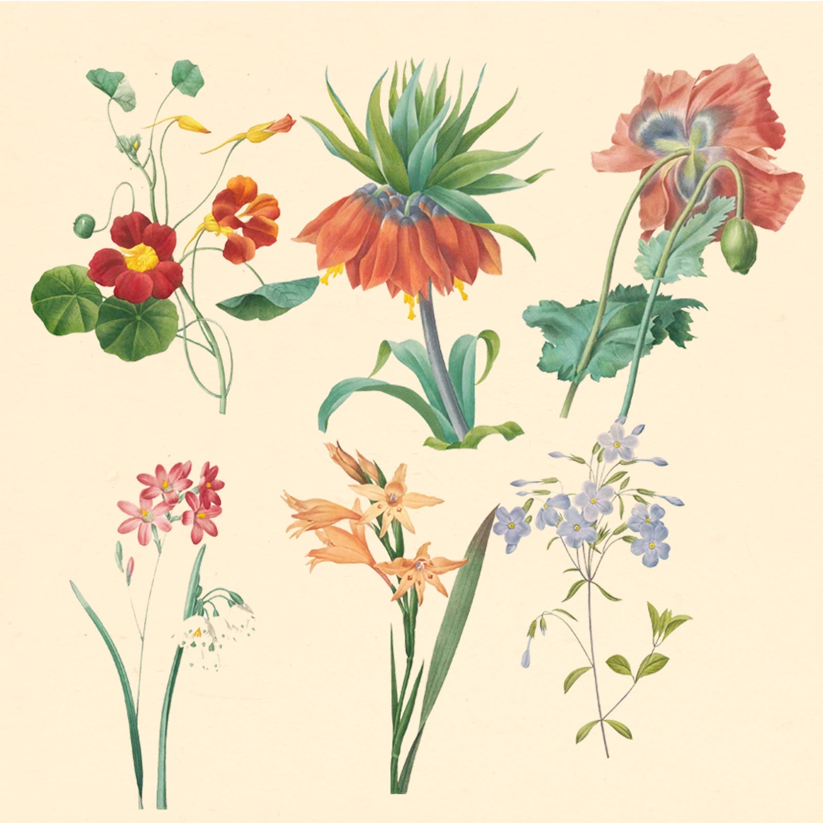 PSD orchid floral illustration with ink-inspired brush strokes
