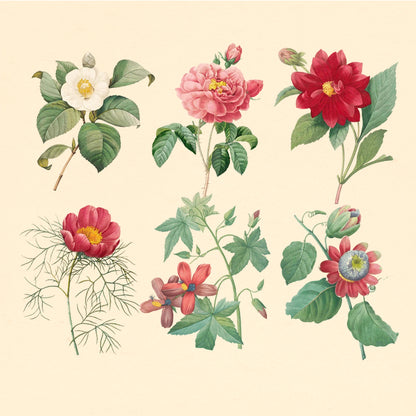 Editable PSD camellia botanical illustration inspired by oriental art